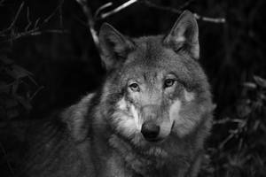 4k Ultra Hd Grayscale Photo Of Wolf Wallpaper