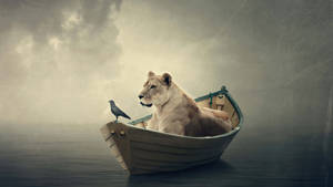 4k Ultra Hd Lions Boat Wallpaper