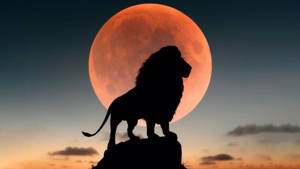 4k Ultra Hd Lions Red Full Moon Wallpaper