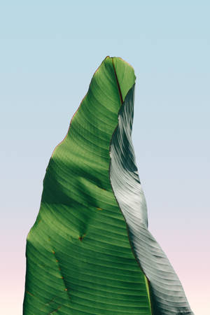 4k Ultra Hd Phone Banana Leaf Wallpaper