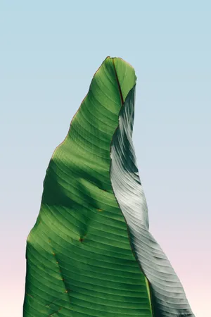 4k Ultra Hd Phone Banana Leaf Wallpaper