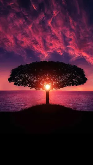 4k Ultra Hd Sunset Tree Wallpaper