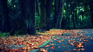 8k Desktop Autumn Leaves Wallpaper