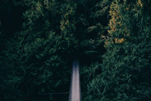 8k Desktop Hanging Bridge Wallpaper