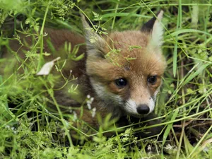 A Baby Brown Fox Hiding In The Grass Wallpaper