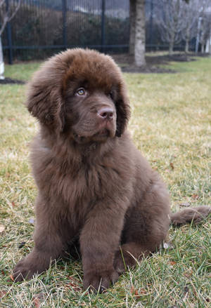 A Baby Newfoundland Dog Wallpaper