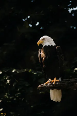 A Bald Eagle Perched On A Branch Wallpaper