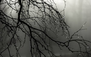 A Bare Tree Covered In Raindrops Against A Misty Grey Background Wallpaper