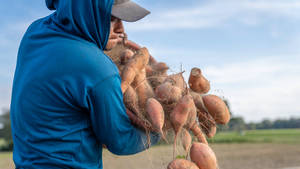 A Basket Full Of Sweet Potatoes Wallpaper