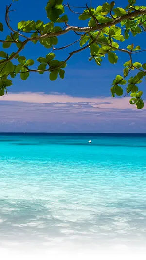 A Beach With Blue Water And Green Leaves Wallpaper