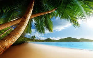 A Beach With Palm Trees And A Blue Sky Wallpaper