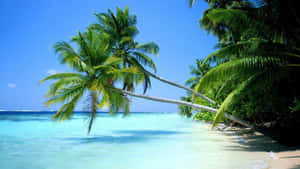A Beach With Palm Trees And Clear Water Wallpaper