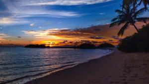 A Beach With Palm Trees Wallpaper