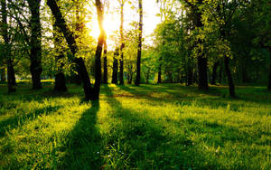 A Beam Of Warm Sunlight Streams Through The Trees In A Forest Wallpaper