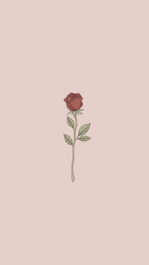 A Beautiful And Delicate Cute Rose. Wallpaper