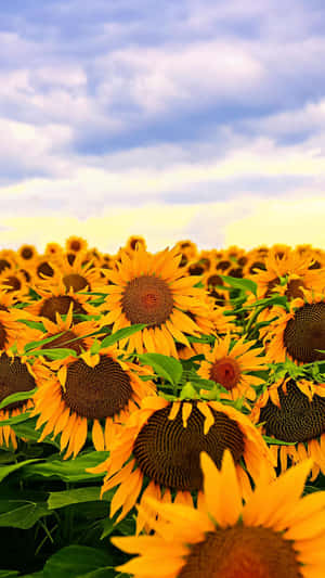 A Beautiful And Vibrant Sunflower In Full Bloom Wallpaper