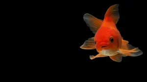 A Beautiful Aquarium Fish Tank Team Wallpaper