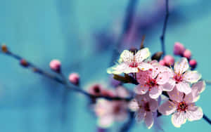 A Beautiful Array Of Vibrant Colored Flowers Against A Calm Blue Sky. Wallpaper