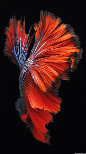 A Beautiful Beta Fish Resting In Its Natural Habitat Wallpaper