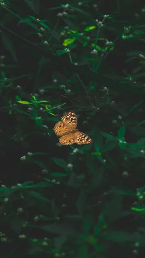 A Beautiful Black Butterfly With A Delicate Aesthetic Wallpaper
