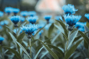 A Beautiful Blue Flower On An Old-fashioned, Vintage Desktop. Wallpaper