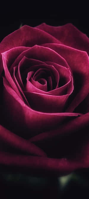 A Beautiful Bouquet Of Vibrant And Fragrant Cute Roses Wallpaper