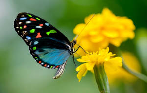 A Beautiful Butterfly On A Sunny Yellow Flower Wallpaper