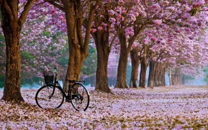 A Beautiful Cherry Blossom Tree In Spring Wallpaper