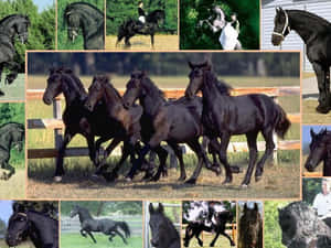 A Beautiful Collage Of Colorful Horses. Wallpaper