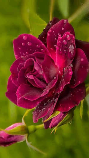 A Beautiful Cute Rose Blooming In A Field Wallpaper