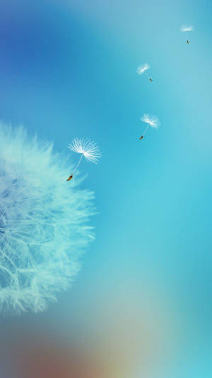 A Beautiful Dandelion Wallpapers On Samsung Galaxy S7 Edge Display Wallpaper
