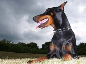 A Beautiful Doberman Walking In A Green Field Wallpaper