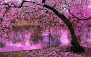 A Beautiful Evening In Japan With Lovely Sakura Blossom Wallpaper