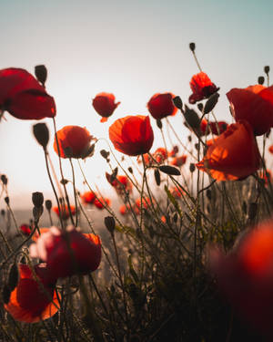 A Beautiful Field Of Red Flowers. Wallpaper