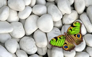 A Beautiful Green Butterfly Fluttering In Flight Wallpaper
