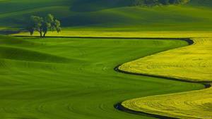 A Beautiful Green Field With Flowing Crops Wallpaper