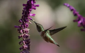 A Beautiful Hummingbird Feeds From Colorful Flowers Wallpaper