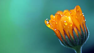 A Beautiful Marigold Flower In Macro Photgraphy Wallpaper