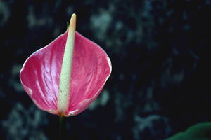 A Beautiful Pink Anthurium Flower Wallpaper