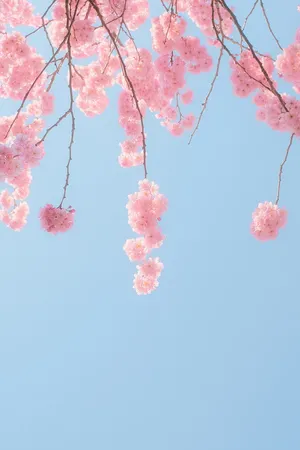 A Beautiful Pink Cherry Blossom Tree Against A Clear Sky. Wallpaper