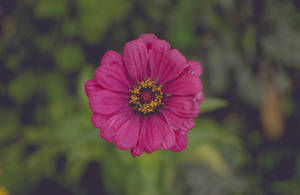 A Beautiful Pink Flower That Symbolizes Love And Joy Wallpaper