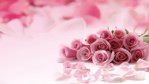 A Beautiful Pink Rose Blossoming In Its Full Glory. Wallpaper