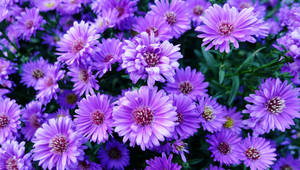 A Beautiful Purple Flower Desktop Wallpaper Wallpaper