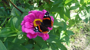 A Beautiful Red Admiral Butterfly Perched On The Green Foliage Of A Leaf Wallpaper