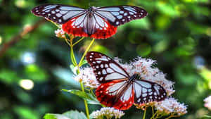 A Beautiful Red Butterfly Wallpaper