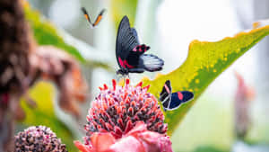 A Beautiful Red Butterfly Takes Flight In A Vibrant Field. Wallpaper