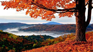 A Beautiful Red Maple Tree In An Autumn Landscape. Wallpaper