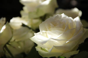 A Beautiful Rose In The Early Morning Light Wallpaper