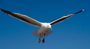 A Beautiful Seagull Soaring Above The Ocean Waves Wallpaper