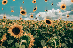 A Beautiful, Smiling Sunflower That Will Bring Brightness To Any Day Wallpaper